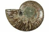 Cut & Polished Ammonite Fossil (Half) - Madagascar #310731-1